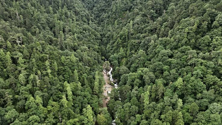 Forest